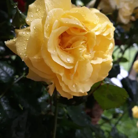 Casa De Vacanta Alexoiu 3* 2 Mai