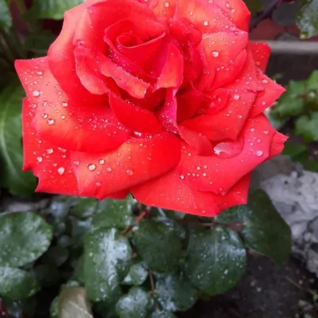 Guest house Casa De Vacanta Alexoiu 2 Mai