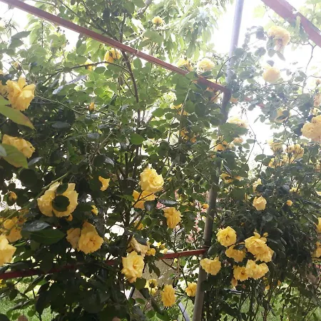 Casa De Vacanta Alexoiu 2 Mai