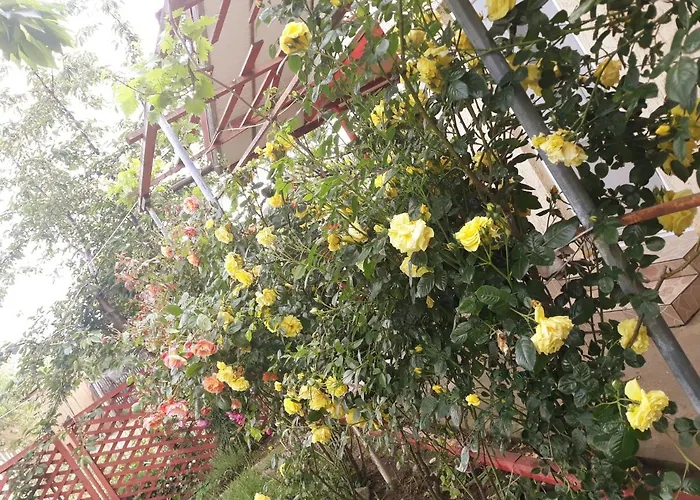 招待所 Casa De Vacanta Alexoiu