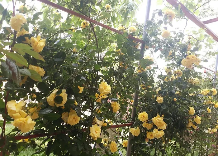 Casa De Vacanta Alexoiu 多亚马伊